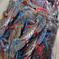 克孜勒苏海鲜活体空运